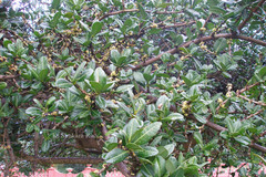 Garcinia livingstonei